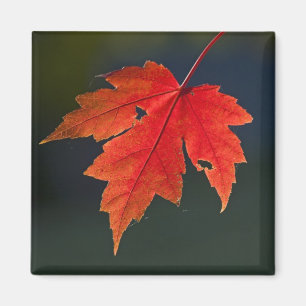 Red Maple Acer rubrum) red leaf in autumn, Magnet