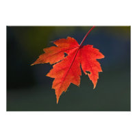 Red Maple Acer rubrum) red leaf in autumn,