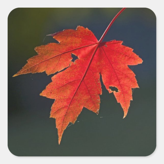 Red Maple Acer rubrum) red leaf in autumn, Square Sticker (Front)