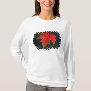 Red Maple Acer rubrum) red leaf in autumn, T-Shirt