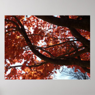 Red Maple Branches Autumn Colourful Poster