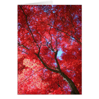 Red Maple Card