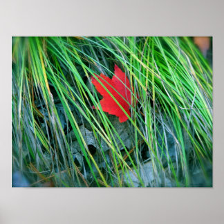 Red Maple in Green Grass Poster