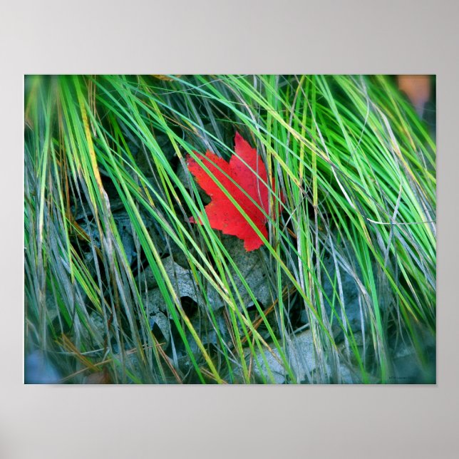 Red Maple in Green Grass Poster (Front)
