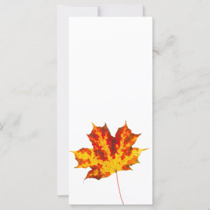 Red maple leaf