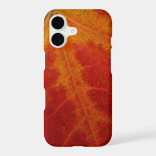 Red Maple Leaf Abstract Autumn Nature Photography
