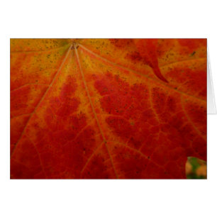 Red Maple Leaf Abstract Autumn Nature Photography