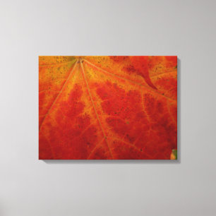 Red Maple Leaf Abstract Autumn Nature Photography Canvas Print