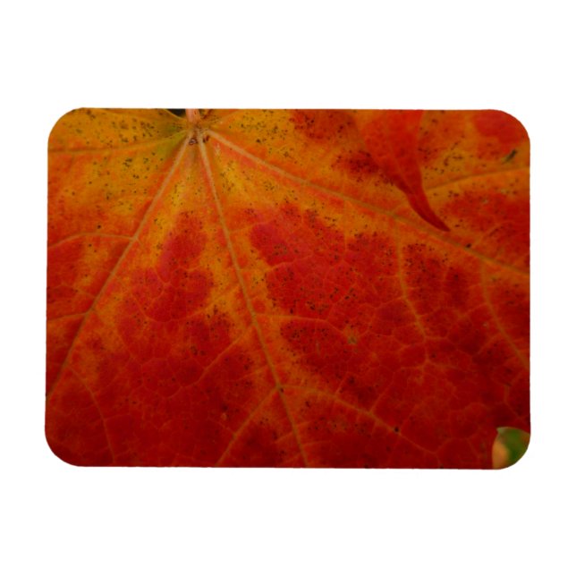 Red Maple Leaf Abstract Autumn Nature Photography Magnet (Horizontal)