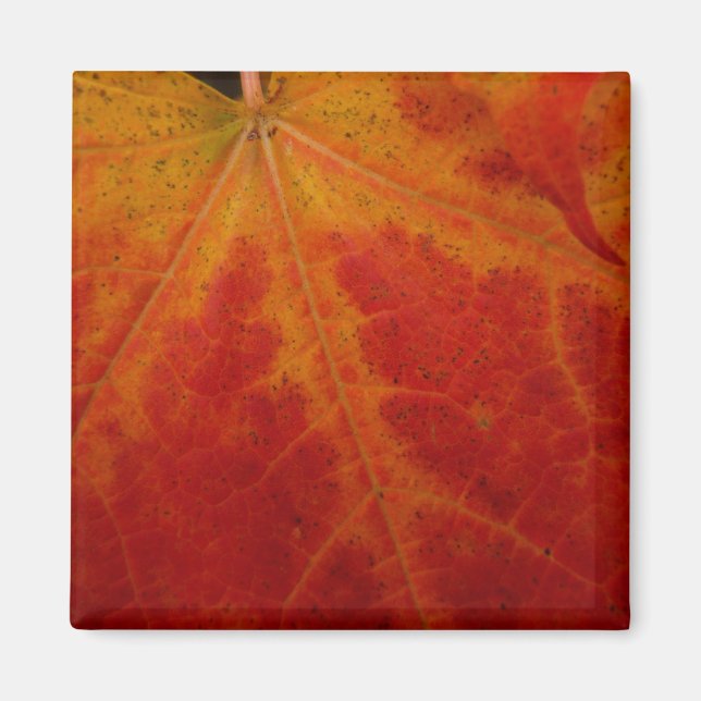 Red Maple Leaf Abstract Autumn Nature Photography Magnet (Front)