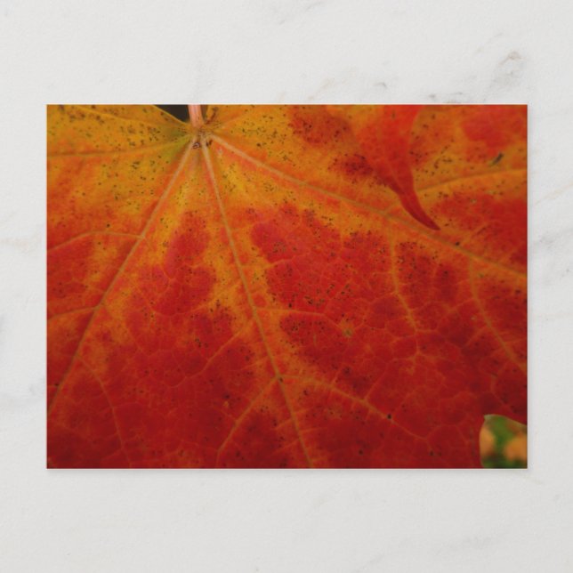 Red Maple Leaf Abstract Autumn Nature Photography Postcard (Front)