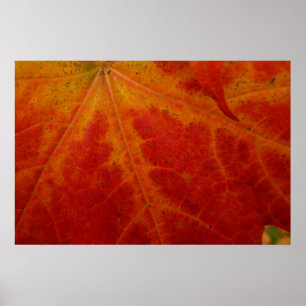 Red Maple Leaf Abstract Autumn Nature Photography Poster