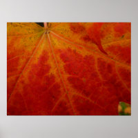 Red Maple Leaf Abstract Autumn Nature Photography