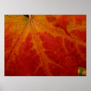 Red Maple Leaf Abstract Autumn Nature Photography Poster