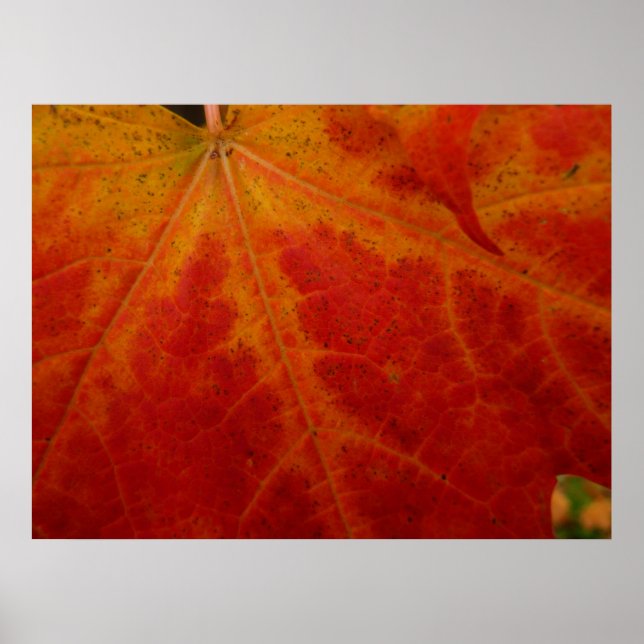 Red Maple Leaf Abstract Autumn Nature Photography Poster (Front)
