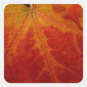 Red Maple Leaf Abstract Autumn Nature Photography Square Sticker