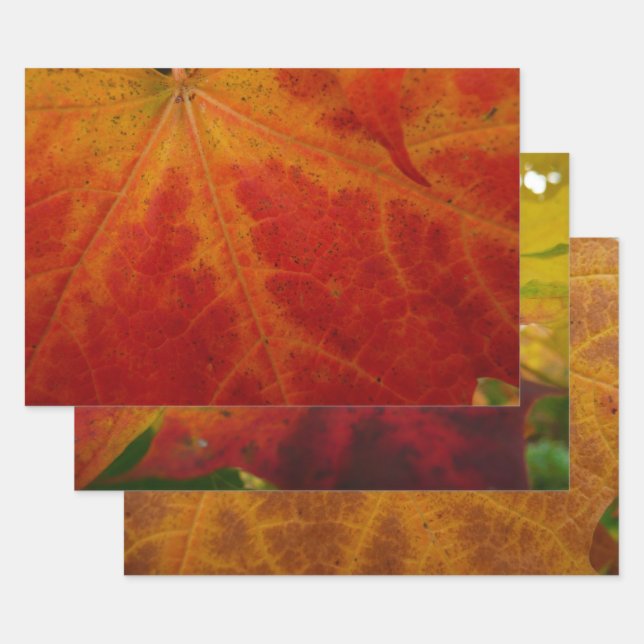 Red Maple Leaf Abstract Autumn Nature Photography Wrapping Paper Sheet (Set)