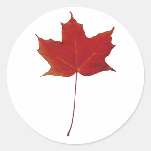 Red maple leaf classic round sticker