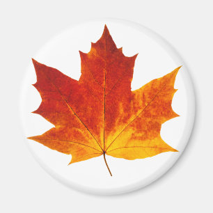 Red maple leaf magnet
