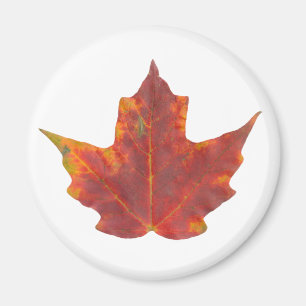Red Maple Leaf Magnet