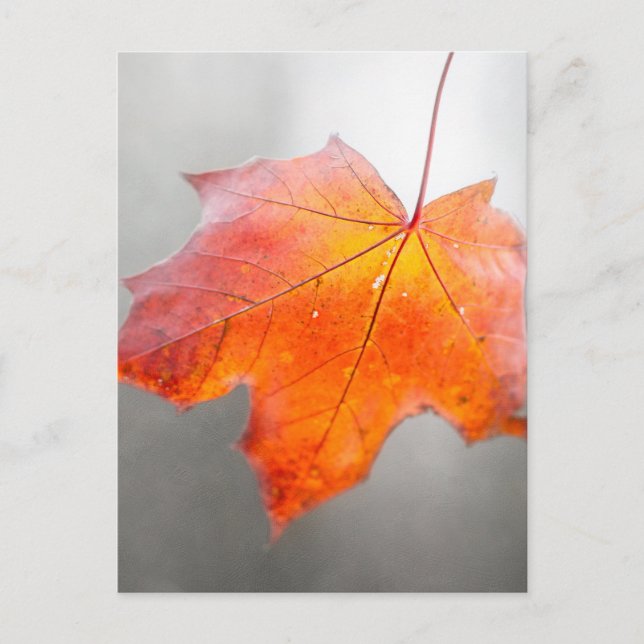 Red Maple Leaf - Mystique Autumn Postcard (Front)