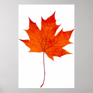 Red maple leaf poster
