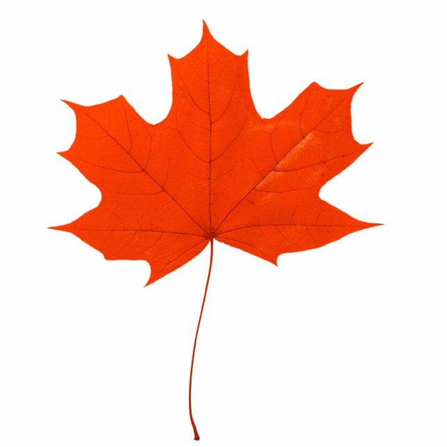 Red maple leaf standing photo sculpture (Front)