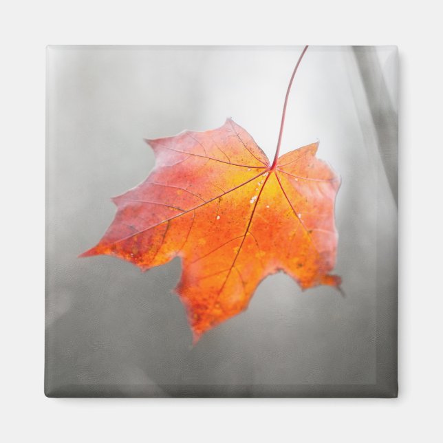 Red Maple Leaf - Velvet Autumn Magnet (Front)