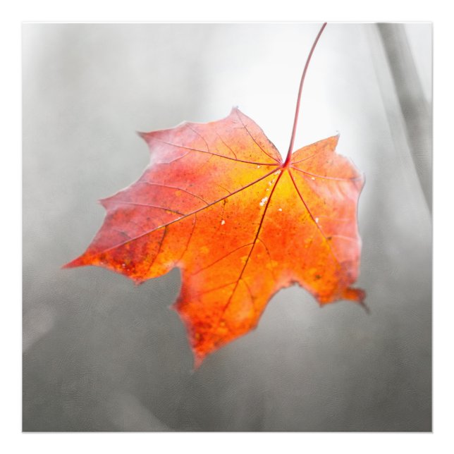 Red Maple Leaf - Velvet Autumn Photo Print (Front)