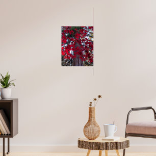 Red Maple Leaves and Giant Sequoia Poster