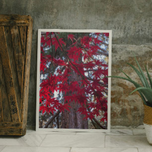 Red Maple Leaves and Giant Sequoia Poster