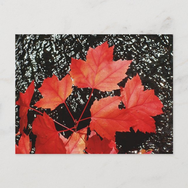 Red Maple Leaves | Autumn Home Gifts Postcard (Front)