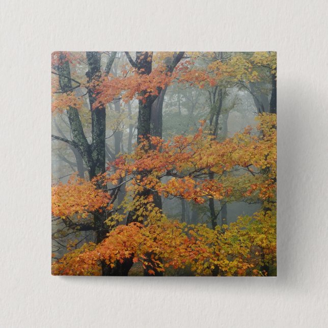 Red Maple tree, Acer rubrum, portrait in foggy 15 Cm Square Badge (Front)