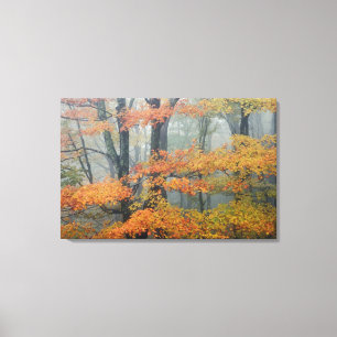 Red Maple tree, Acer rubrum, portrait in foggy Canvas Print