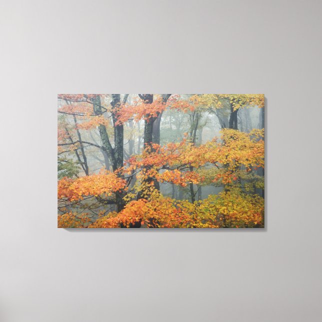 Red Maple tree, Acer rubrum, portrait in foggy Canvas Print (Front)