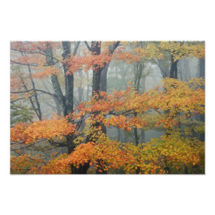 Red Maple tree, Acer rubrum, portrait in foggy Photo Print