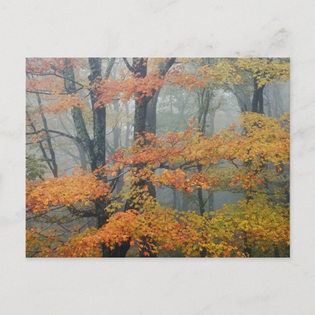 Red Maple tree, Acer rubrum, portrait in foggy Postcard (Front)