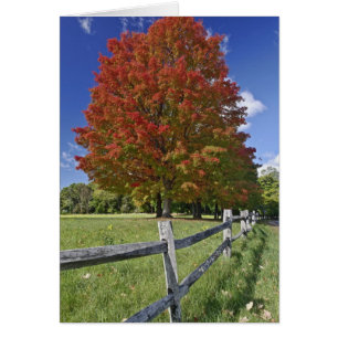 Red Maple tree in autumn colours, near Concord, 2