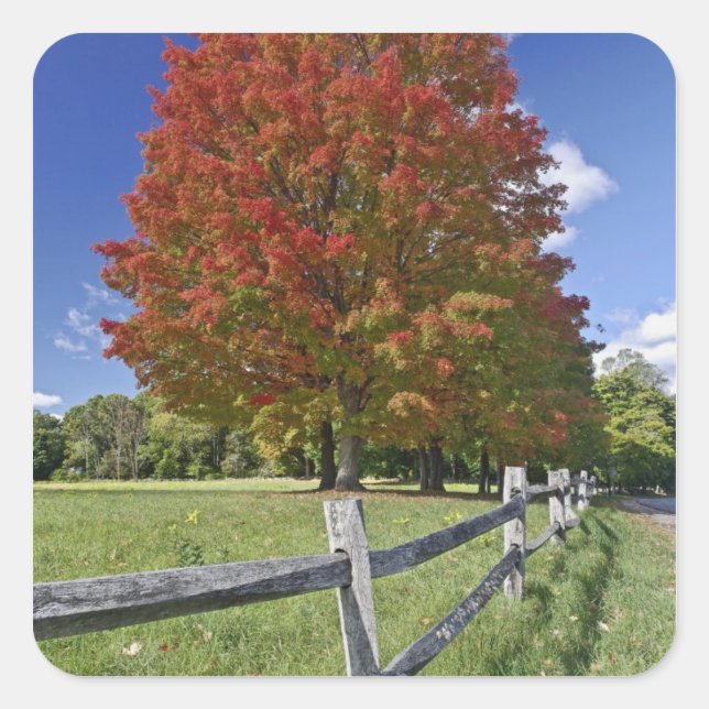 Red Maple tree in autumn colours, near Concord, 2 Square Sticker (Front)
