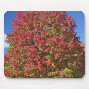Red Maple tree in autumn colours, near Concord, Mouse Mat