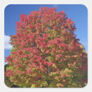 Red Maple tree in autumn colours, near Concord, Square Sticker
