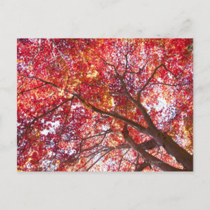 Red Maple Tree Postcard