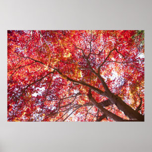 Red Maple Tree Poster
