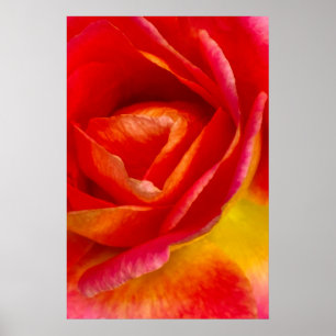Red Mardi Gras Rose Impressionist Photograph Poster