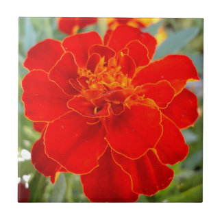 Red Marigold Flower Summer Flora Close Up Pattern Tile