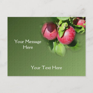 Red McIntosh Apples On Tree Nature Postcard