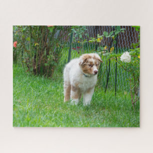 Red Merle Australian Shepherd Jigsaw Puzzle