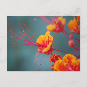 Red Mexican Bird of Paradise Postcard