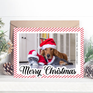 Red Modern Calligraphy Pet Photo Merry Christmas Holiday Card