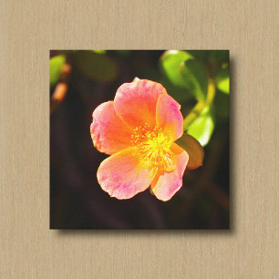 Red Moss Rose Flower Canvas Print